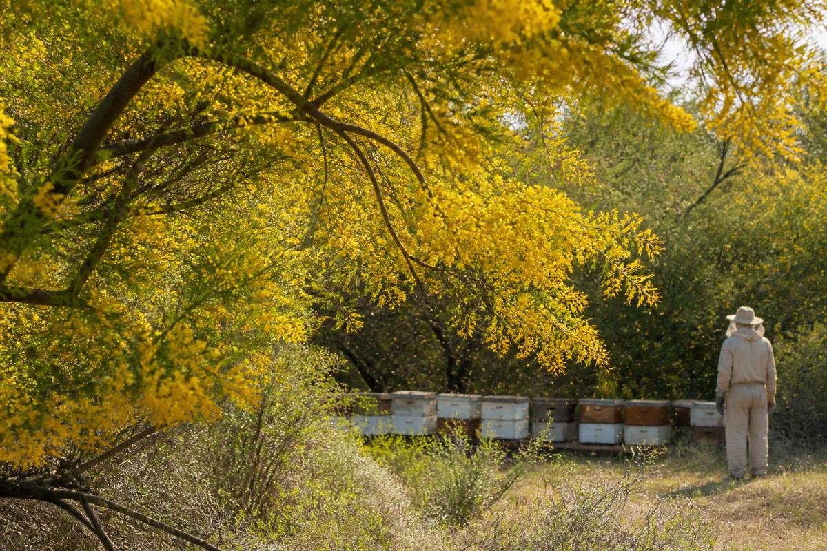 メスキート(Prosopis spp.)は、タマウリパス州の蜂蜜生産において重要な役割を果たしています。特に冬の終わりから春の初めにかけて、その花がミツバチに豊富な蜜と花粉を提供するためです…