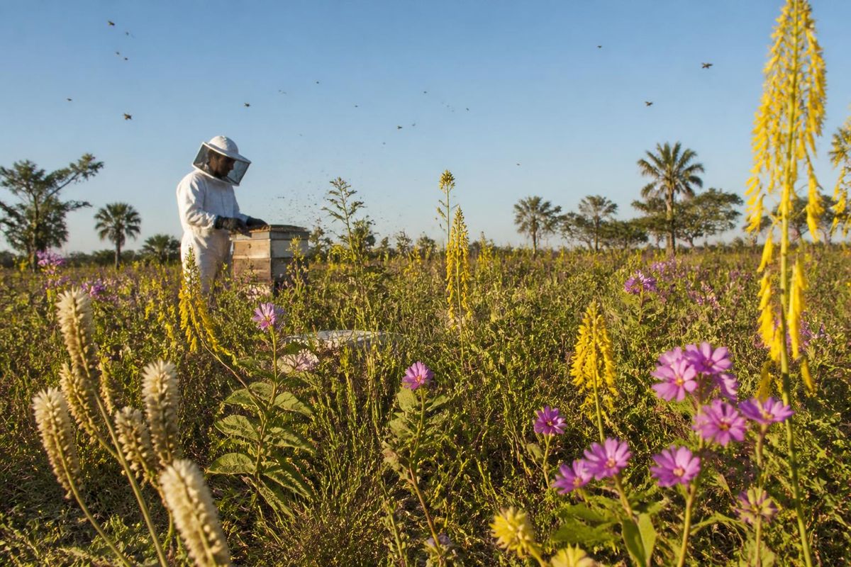Klein, aber lebenswichtig für den Planeten, erfüllen Bienen eine Funktion über die…