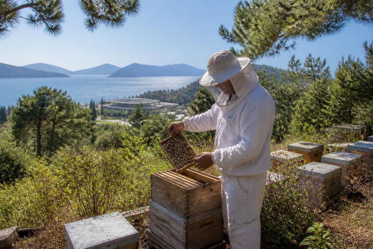 Muğla, ein bedeutendes Zentrum der weltweiten Kiefernhonigproduktion, bereitet sich darauf…