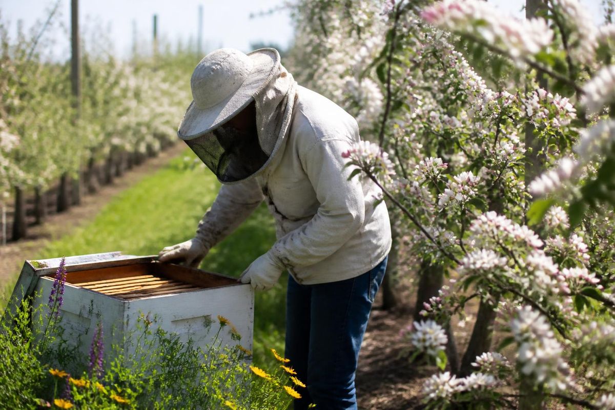 Ранние испытания использования журчалки Eristalis tenax в качестве управляемого опылителя для…