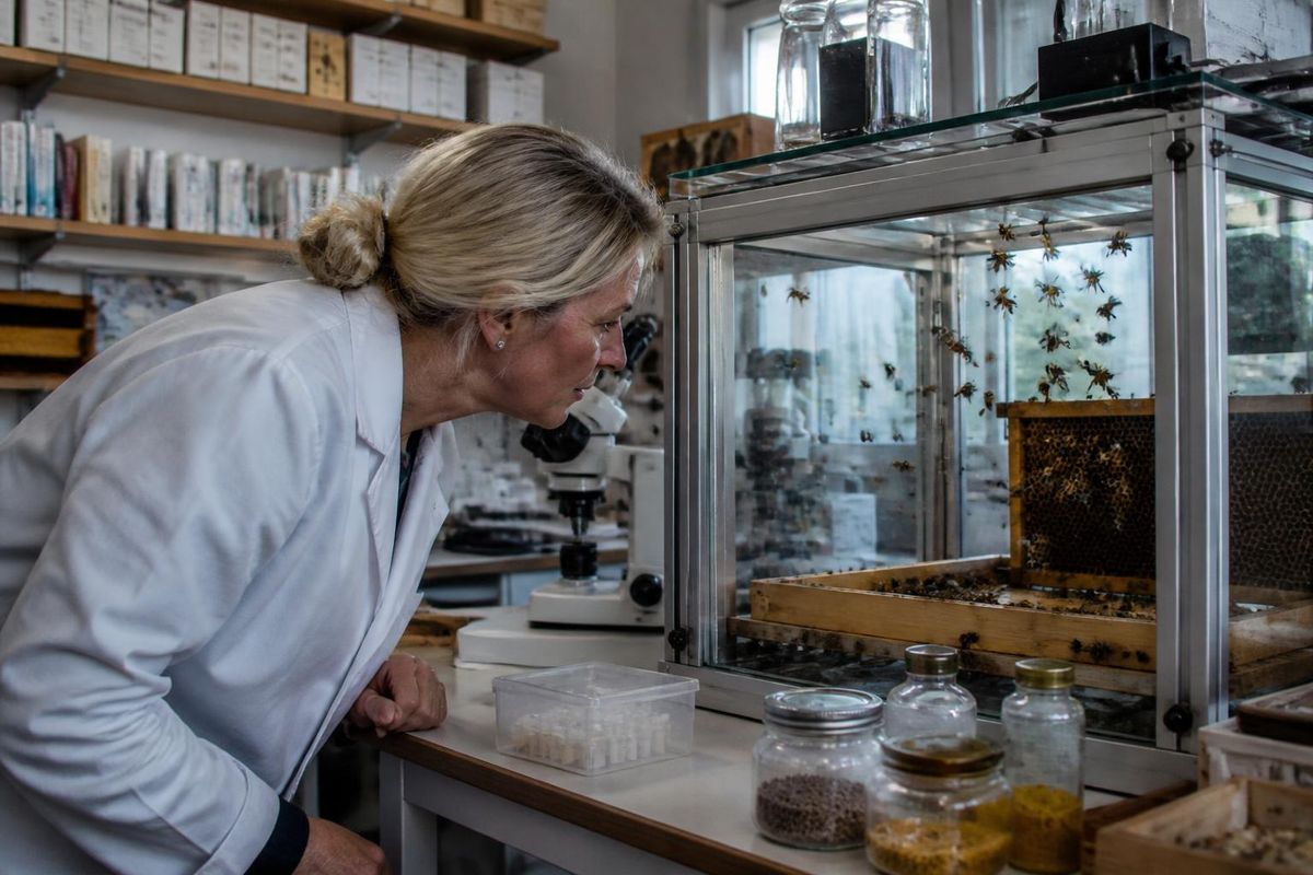 زار أعضاء جمعية مربي النحل في منطقة شومبيرغ يوم السبت الماضي المعهد الوطني لأبحاث النحل (LAB)…