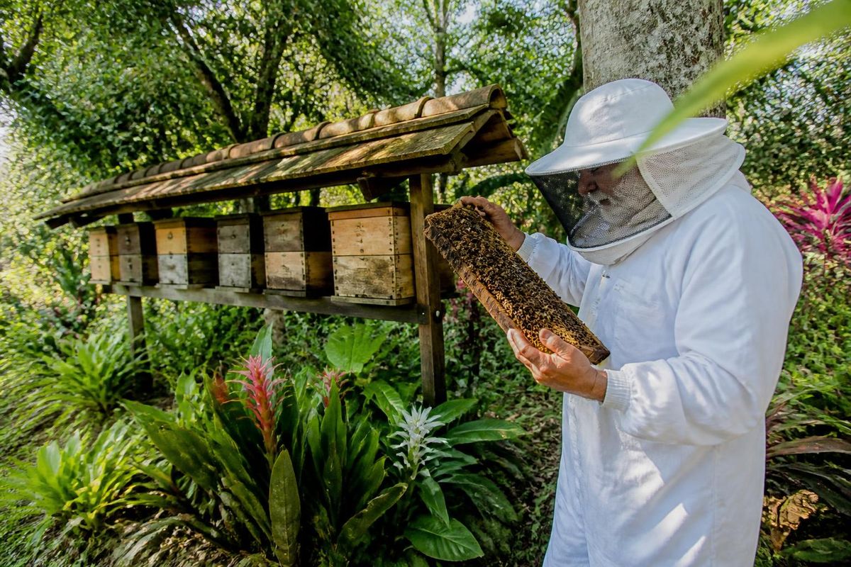 Le Meliponário Sorriso propose une expérience unique alliant nature, savoir et activités…