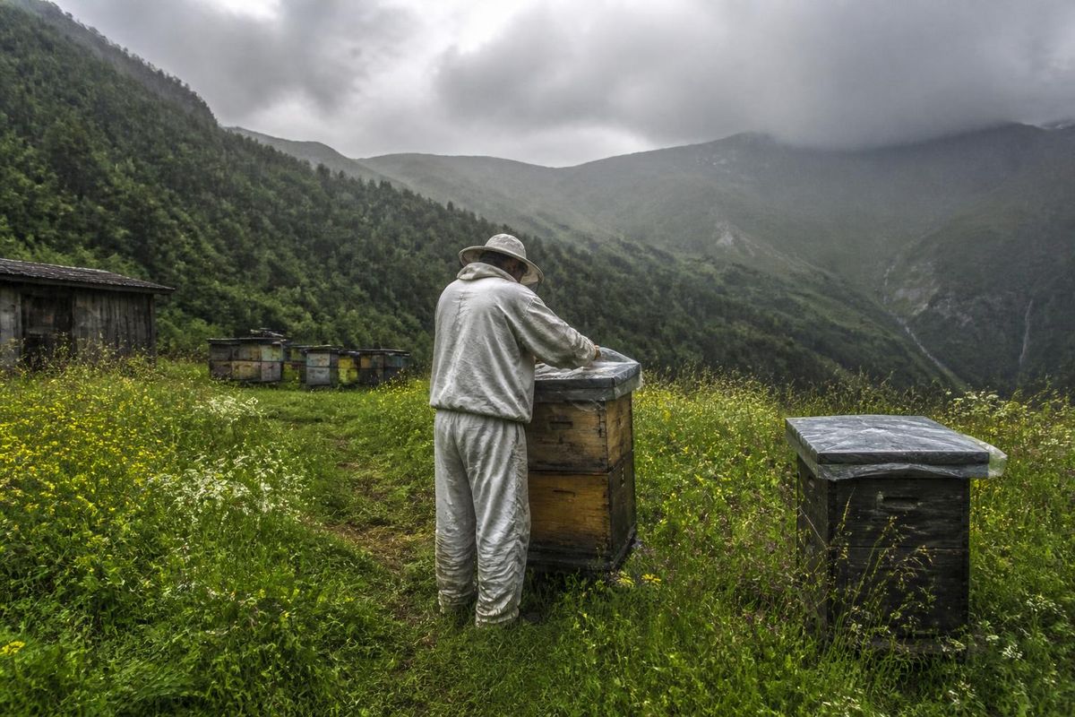 Die Imkergenossenschaft COSAR empfiehlt, Bienenstände vorzubereiten und Bienenvölker zu…