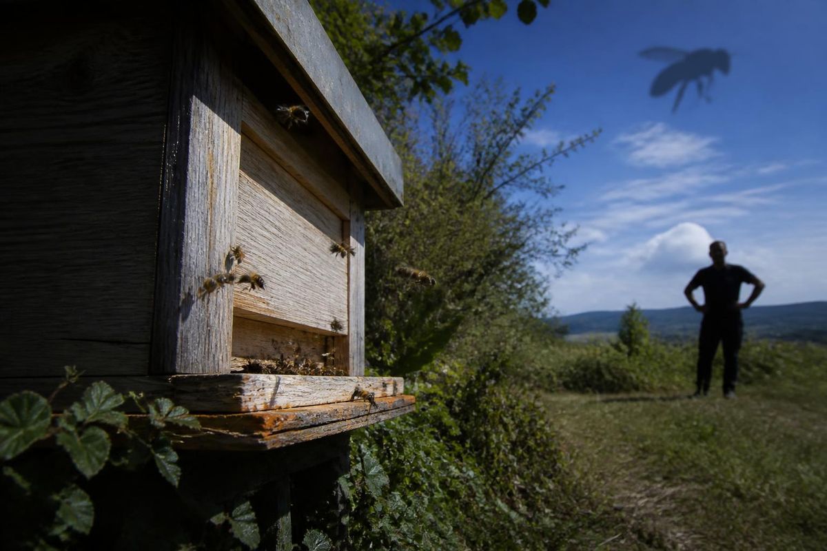 Savona. De bijeenkomst "Vespa velutina..