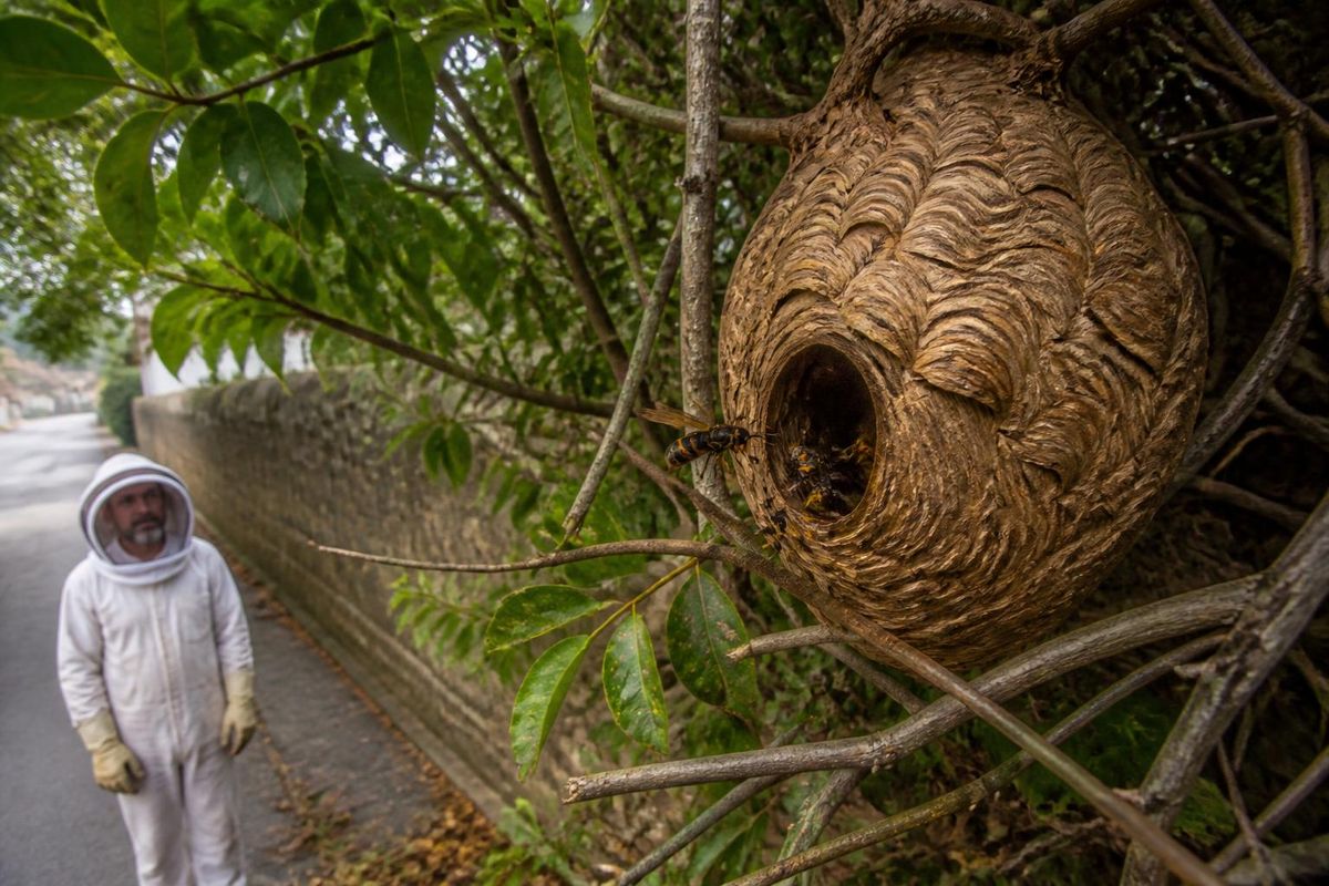 A video shared on social media has highlighted the presence of an Asian wasp nest on Rua de…