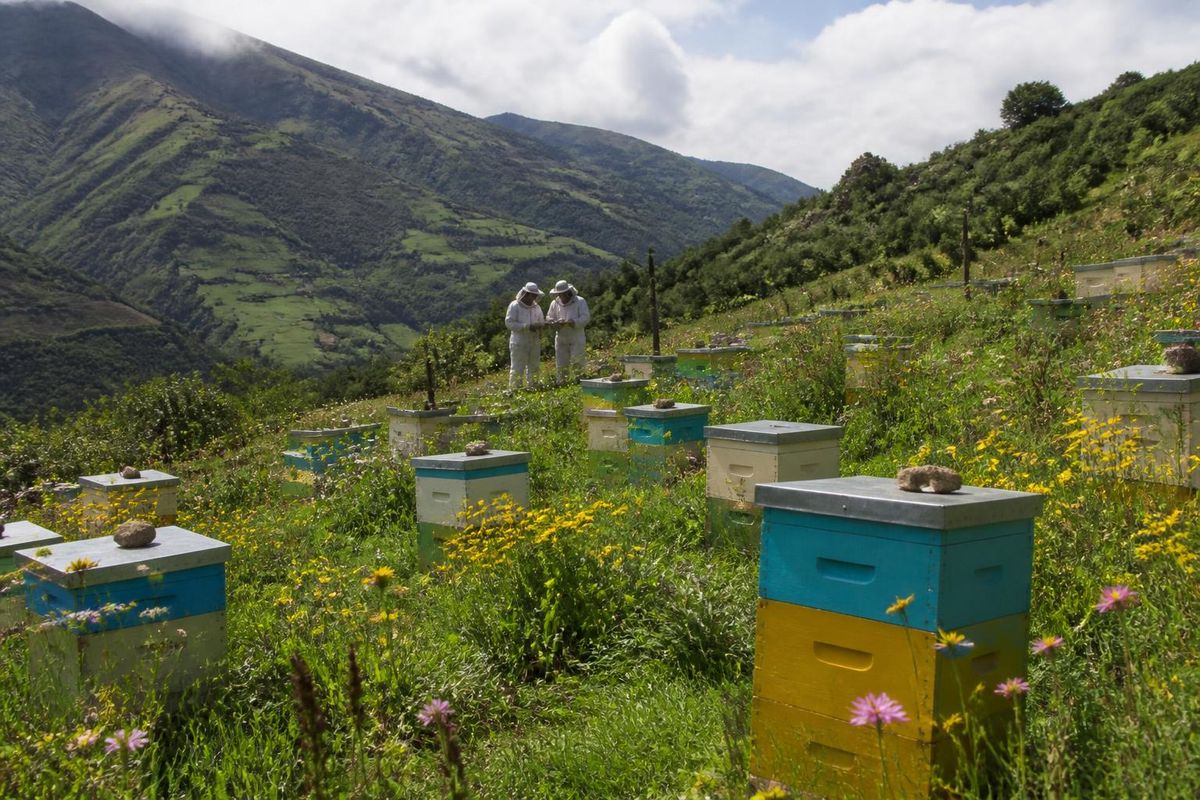 Over 100 beekeepers from various provinces of Ecuador and specialists from Argentina,…