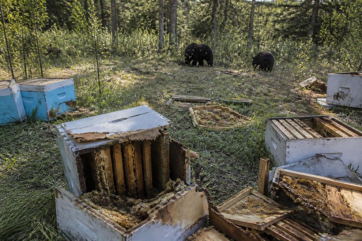 カフラマンマラシュ県ゴクスン地区のビンボーガ山脈コムル高原にある養蜂場に飢えたクマが侵入し、約250群のうち20群の巣箱を破壊しました。クマは巣箱内の巣枠を食べ、一部を持ち去り、多くのミツバ…