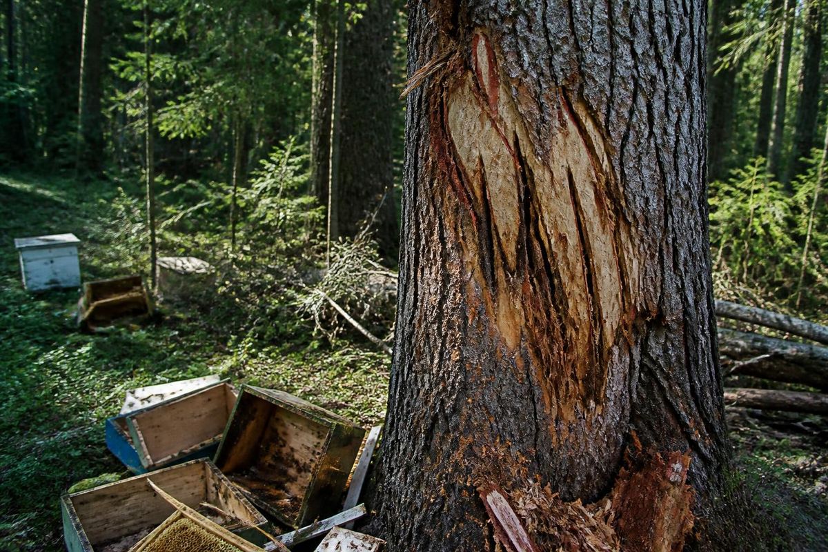 捜査委員会は、アルタイ地方ソルトン地区の養蜂場でクマが十代の少年を襲った映像を公開した。映像には、捕食者の強力な爪が木に深い引っかき傷を残している様子が映っている。少年は現在、ビイスク中央病…