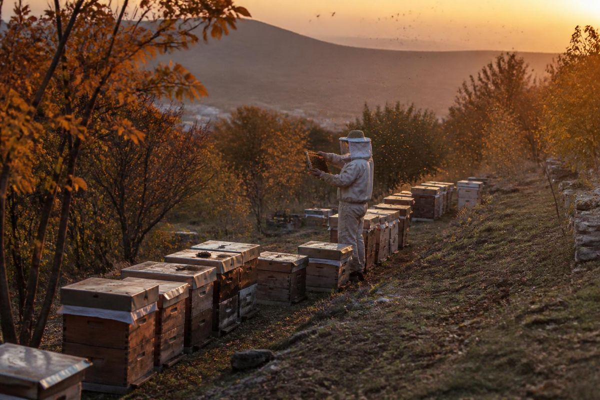 La Direction de l'Agriculture et des Forêts du district de Kozan a annoncé que les demandes de…