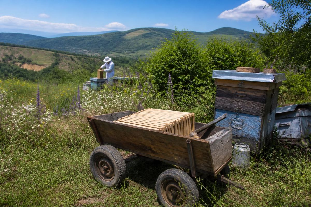 Beekeepers in Novi Pazar received hive frames through a joint investment by the City of Novi…