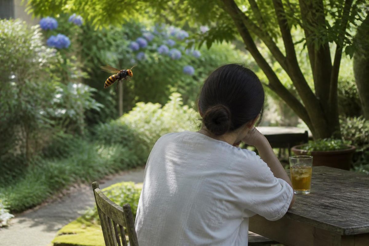 Reports of the Asian hornet in Germany are increasing during summer