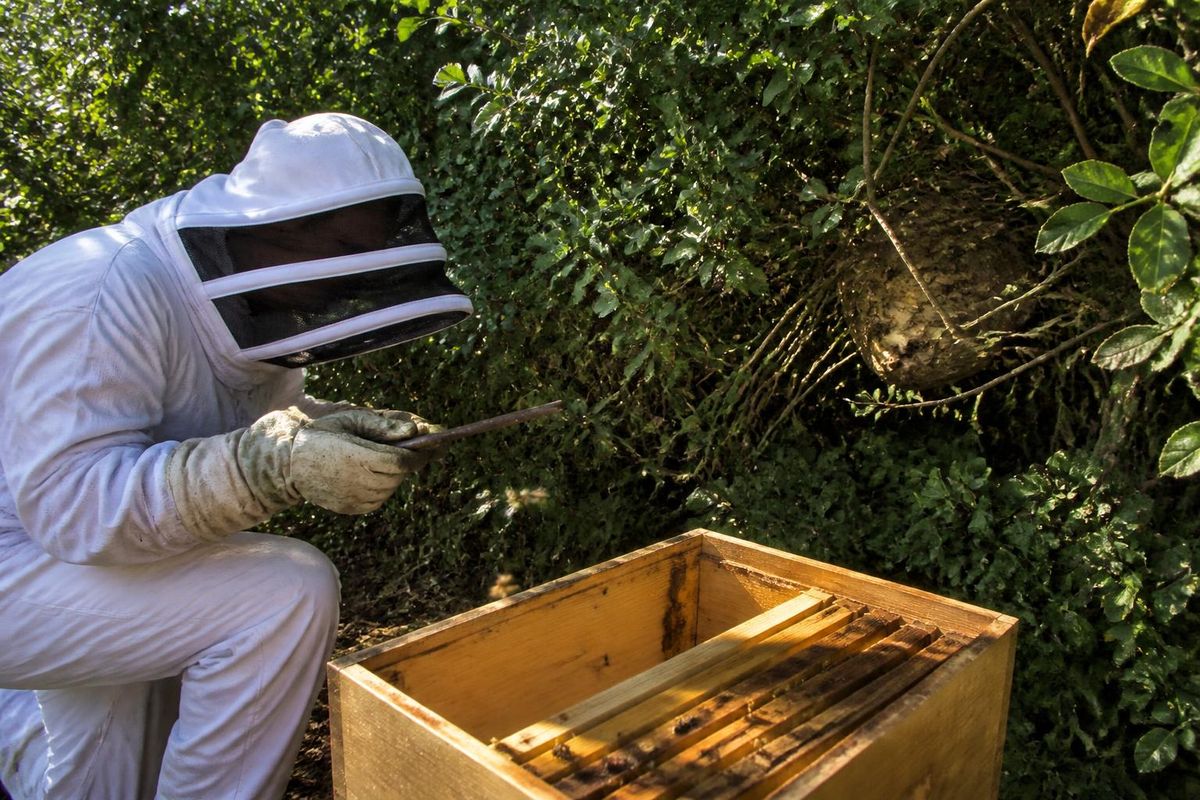 ALBRANDSWAARD - Beekeepers Myriam Börger and a colleague are actively searching for nests of…