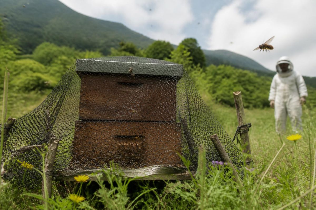 VOX demands an urgent plan to combat the Oriental hornet to protect beekeepers' work