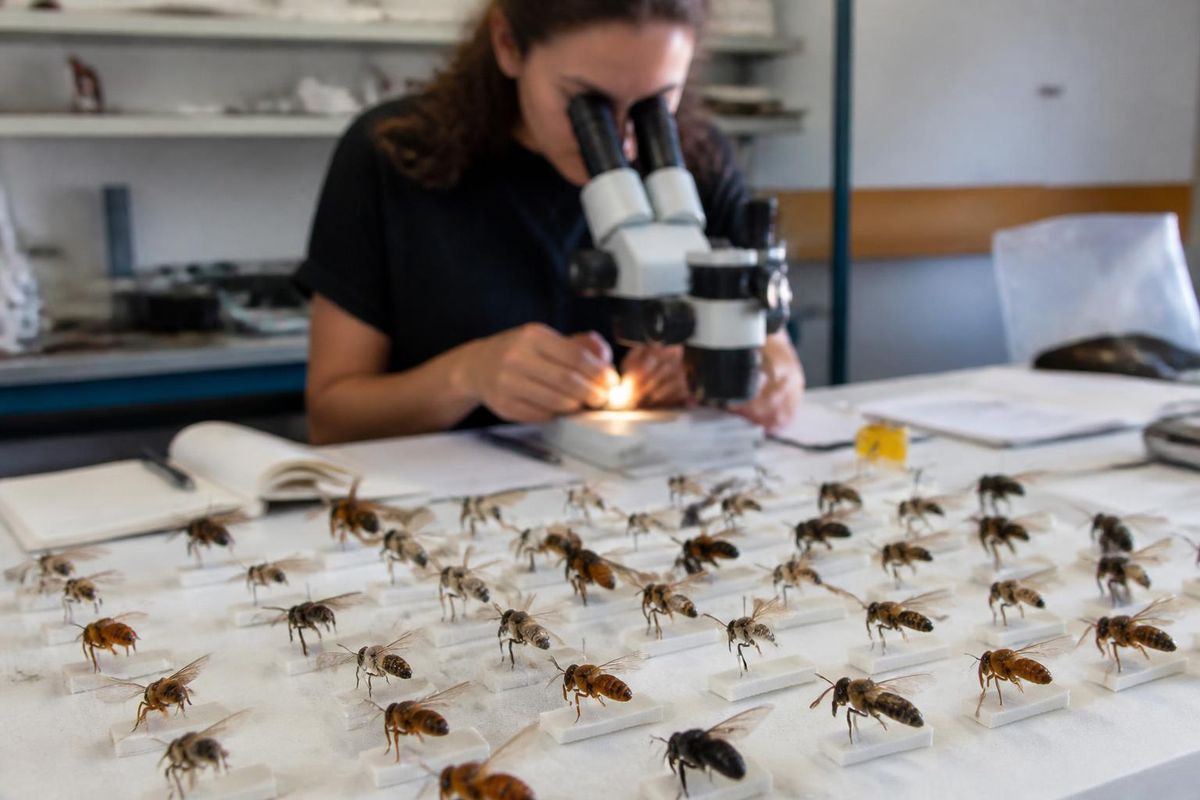 Onderzoekers van de Universiteit van São Paulo (USP) pasten fenomica toe om de anatomie van…