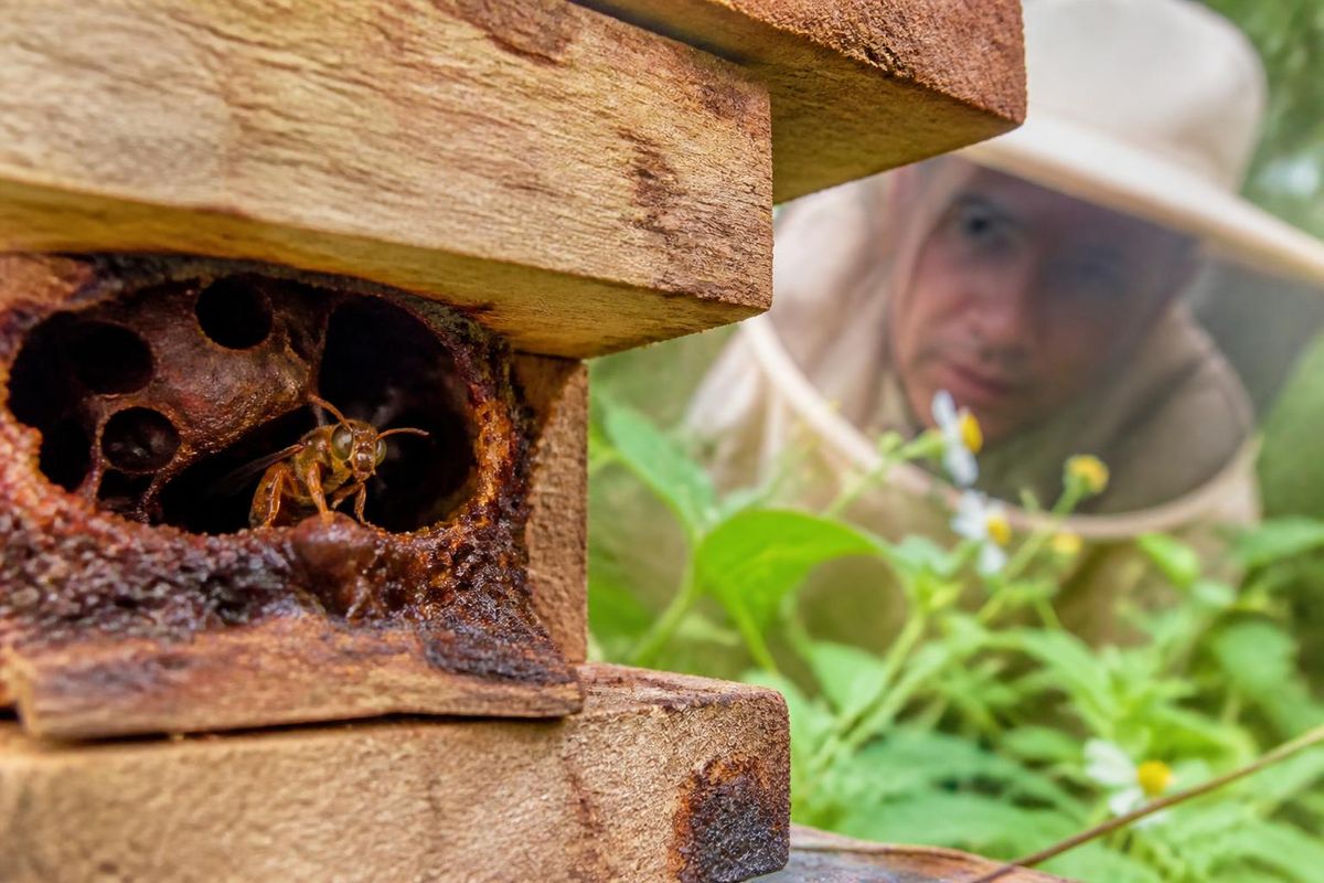 Wenn man an Bienen denkt, stellt man sich meist ein gelb-schwarzes (oder braunes) Insekt mit…