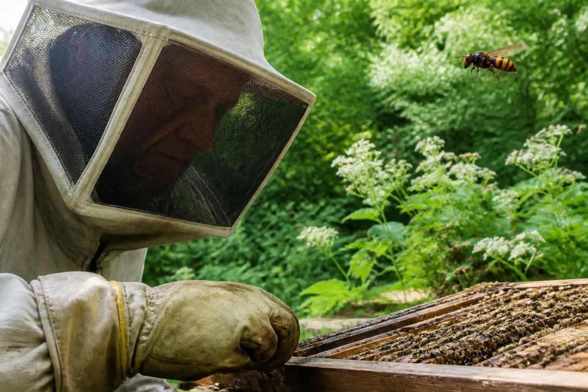 De Aziatische hoornaar (Vespa velutina nigrithorax) werd vier jaar geleden voor het eerst…