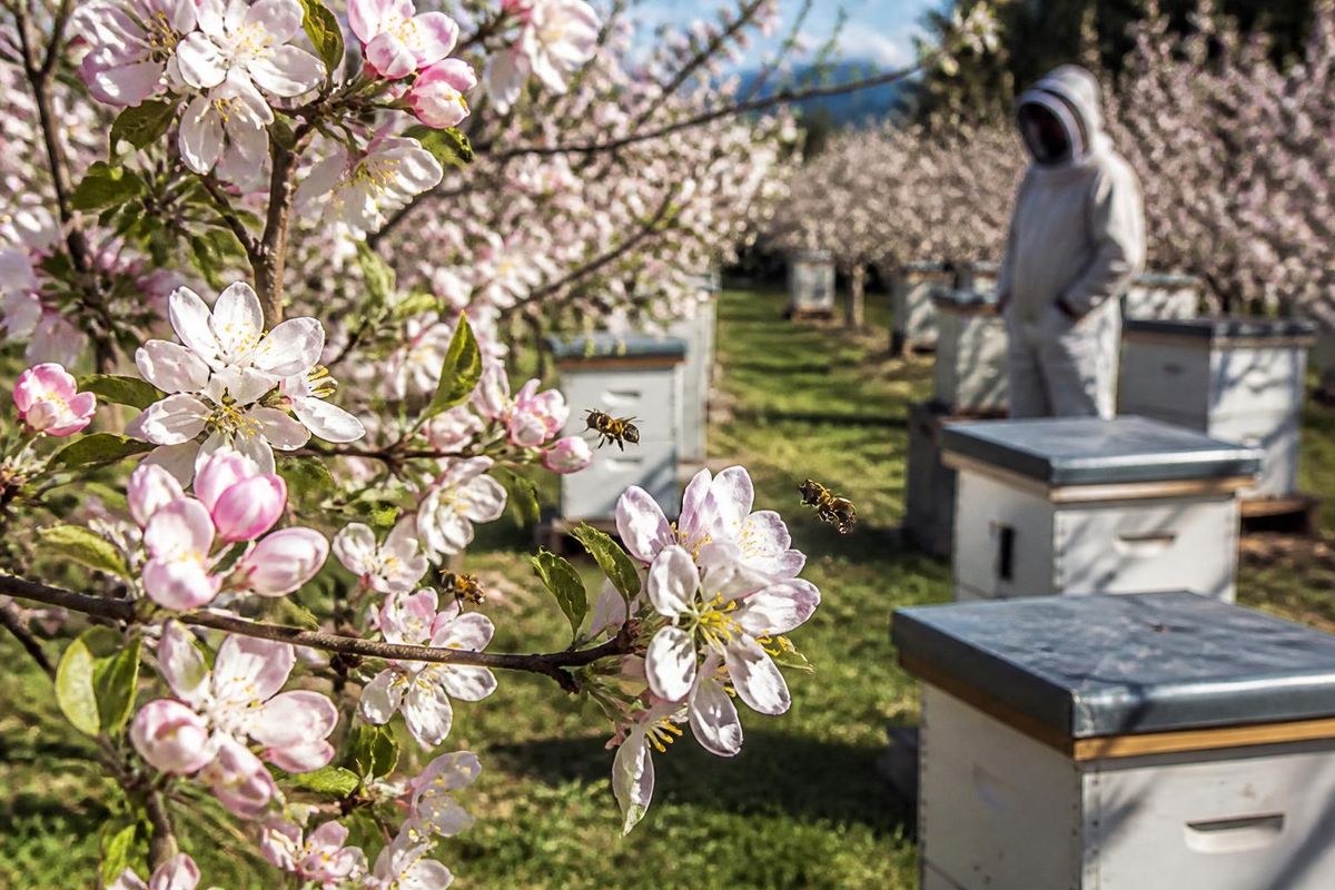 Hello readers! Today’s topic is bees, known as the most useful insects