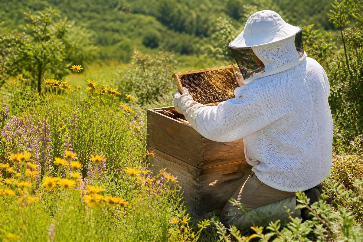 After two difficult years, beekeeping producers in Eskişehir experienced a good season in 2026