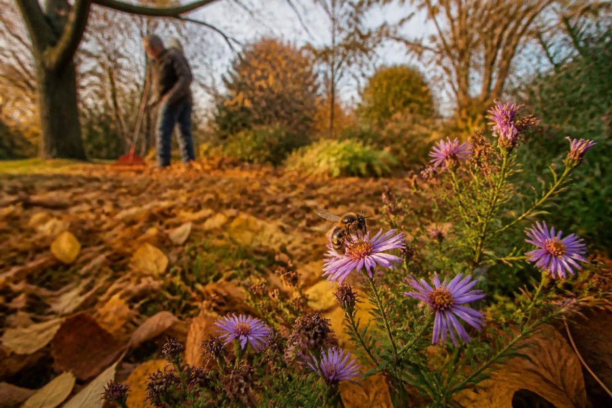 In oktober lijkt de tuin leeg, maar bijen bereiden zich stilletjes voor op de winter