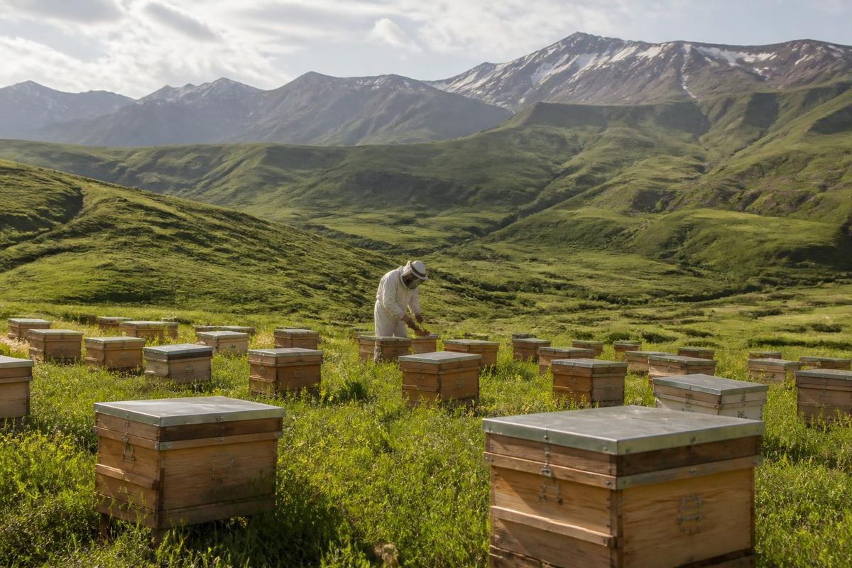 In Muş, under the 'New Hives for Golden Wings Project,' 100 beekeepers registered in the…