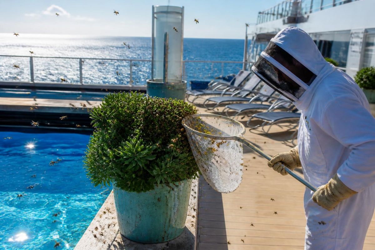 Am Montag, dem 12. Oktober 2026, wurde ein Bienenschwarm auf dem Pooldeck der Utopia of the…