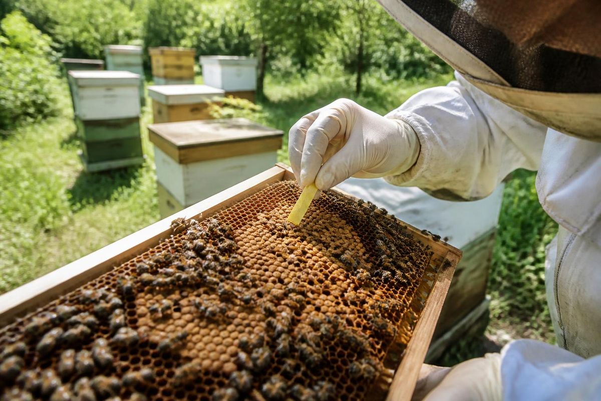 Varroa destructor ist ein bedeutender äußerer Parasit, der die Gesundheit von Bienenvölkern…