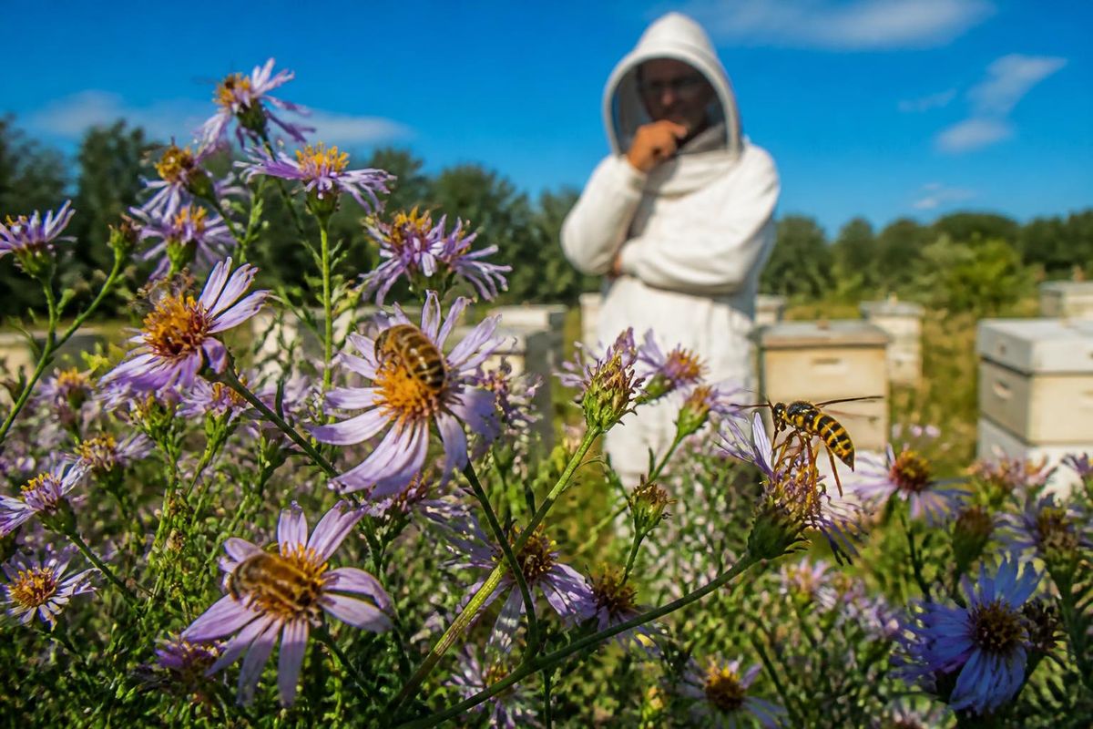 Bienen produzieren Honig und sind für den Menschen nützlich, während Wespen scheinbar keinen…