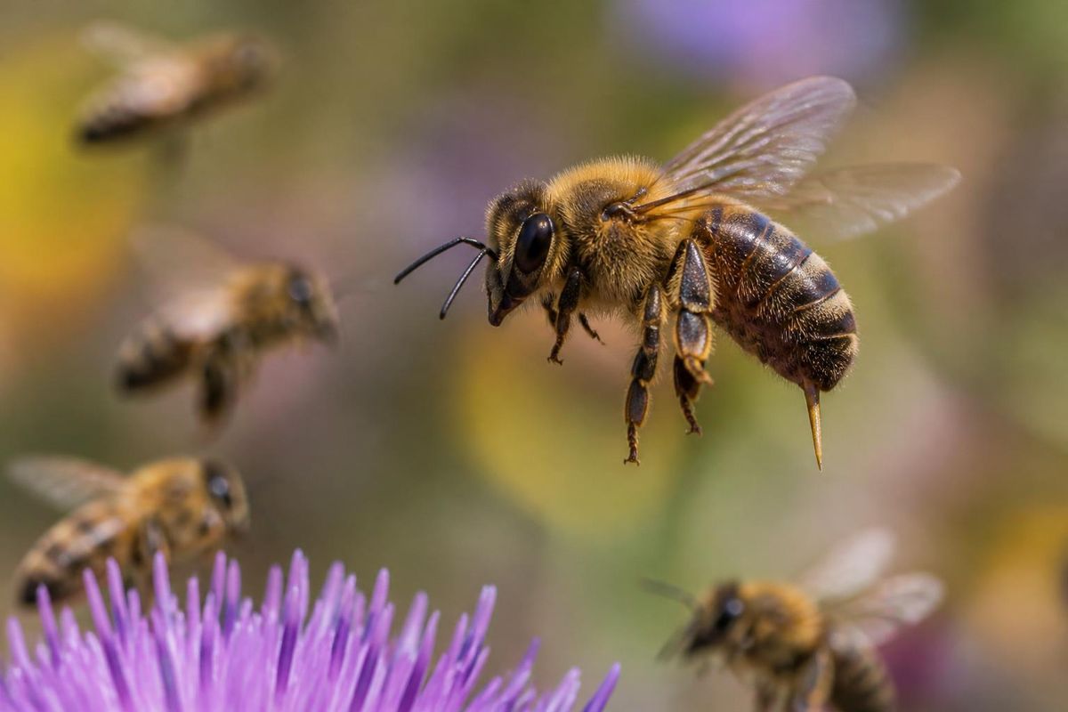 Batı bal arısı (Apis mellifera) eşek arısı, son çare olarak kullanılan ve kendini dokuya…