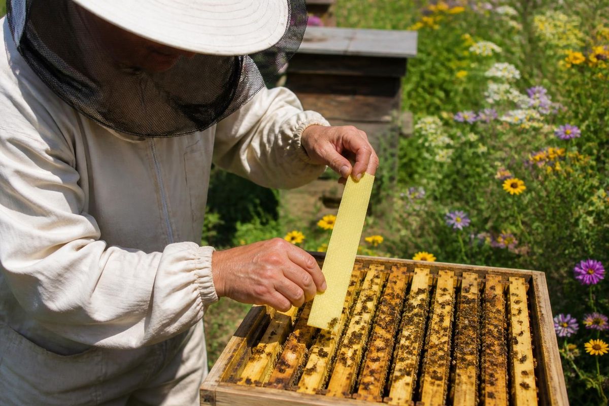Varroa destructor является важным внешним паразитом, угрожающим здоровью пчелиных семей
