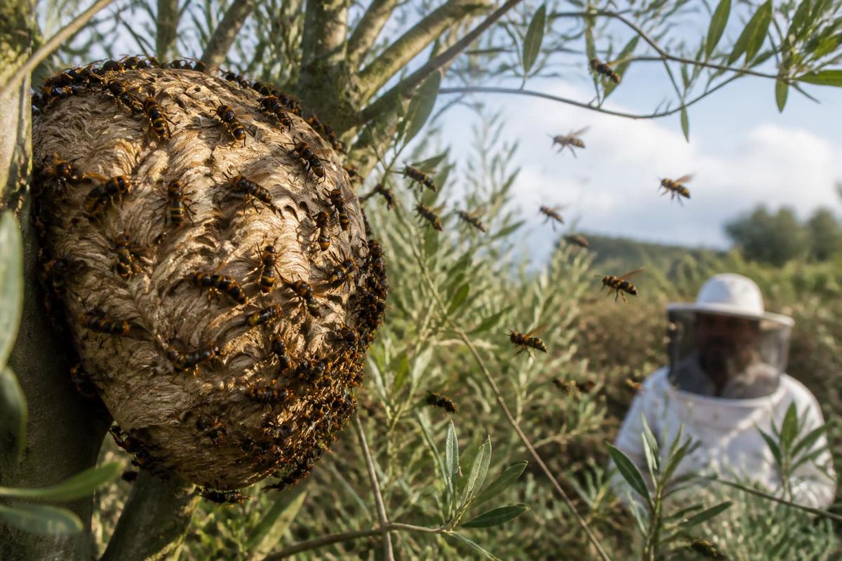 De Aziatische hoornaar breidt zich uit in Puglia en bedreigt de imkerij en lokale ecosystemen