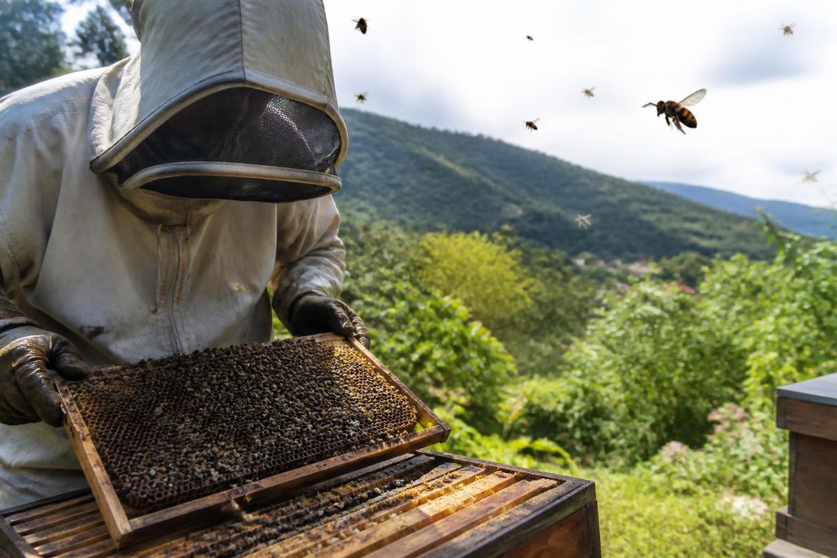 The Asian hornet has not yet been confirmed in Fürth, but a nest was discovered in Langenzenn…