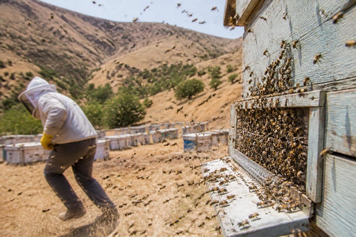 Kovan Bakımı Sırasında Arı Saldırısına Uğrayan Arıcı Yaralandı