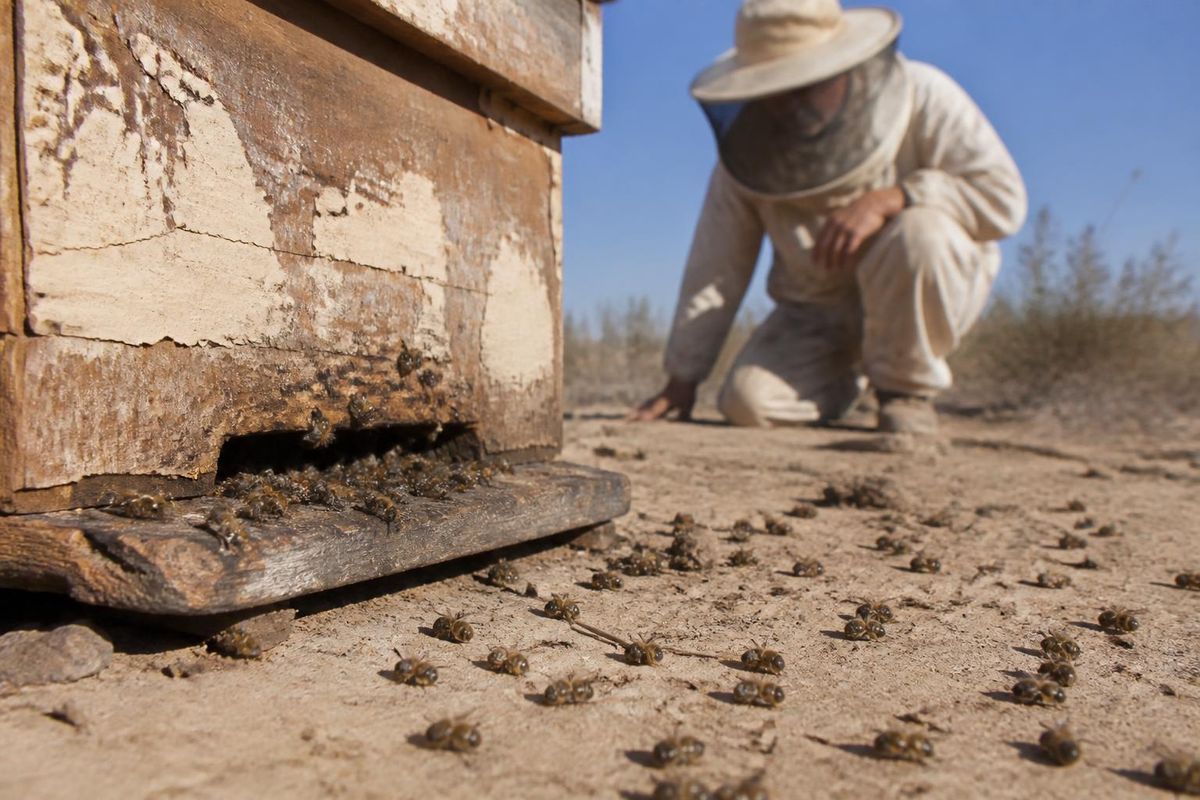 Torreón, Coahuila – Het Sistema Producto Apícola stimuleert de aanplant van inheemse planten,…