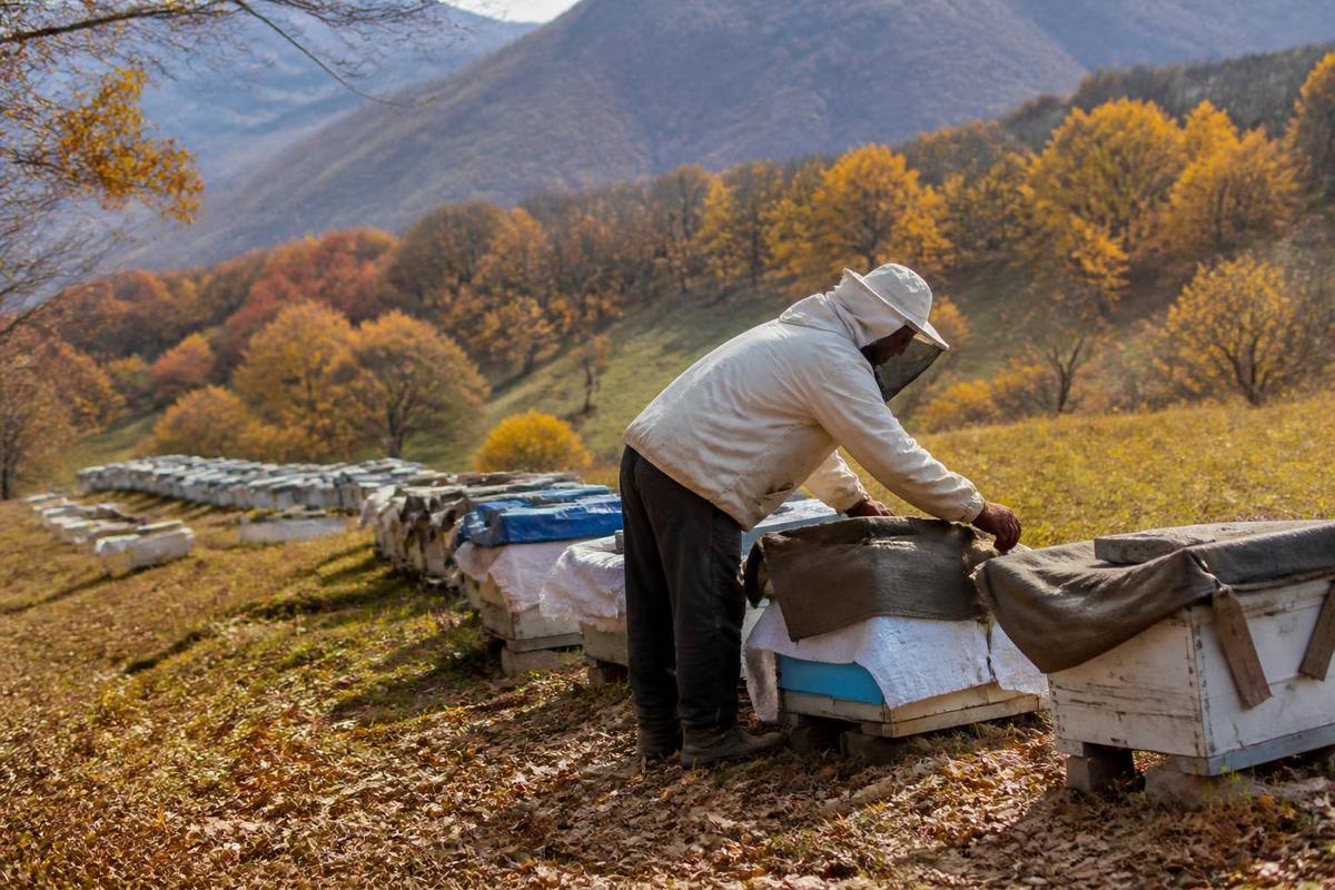 Ardahan'da Bal Hasadı Bitti ve 2027 Sezonu İçin Kış Hazırlıkları Başladı