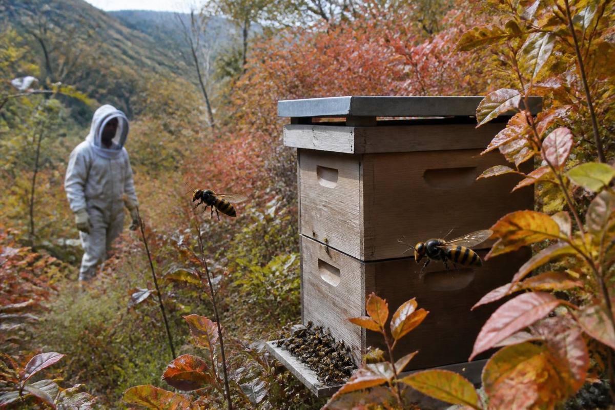 SPW appelle à cesser le piégeage automnal des frelons asiatiques