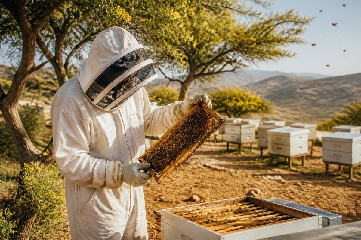 بيئي / "ريف السعودية" يسلّم خمسة مشاريع لإنتاج العسل بقيمة تتجاوز 48 مليون ريال - وكالة الأنباء السعودية