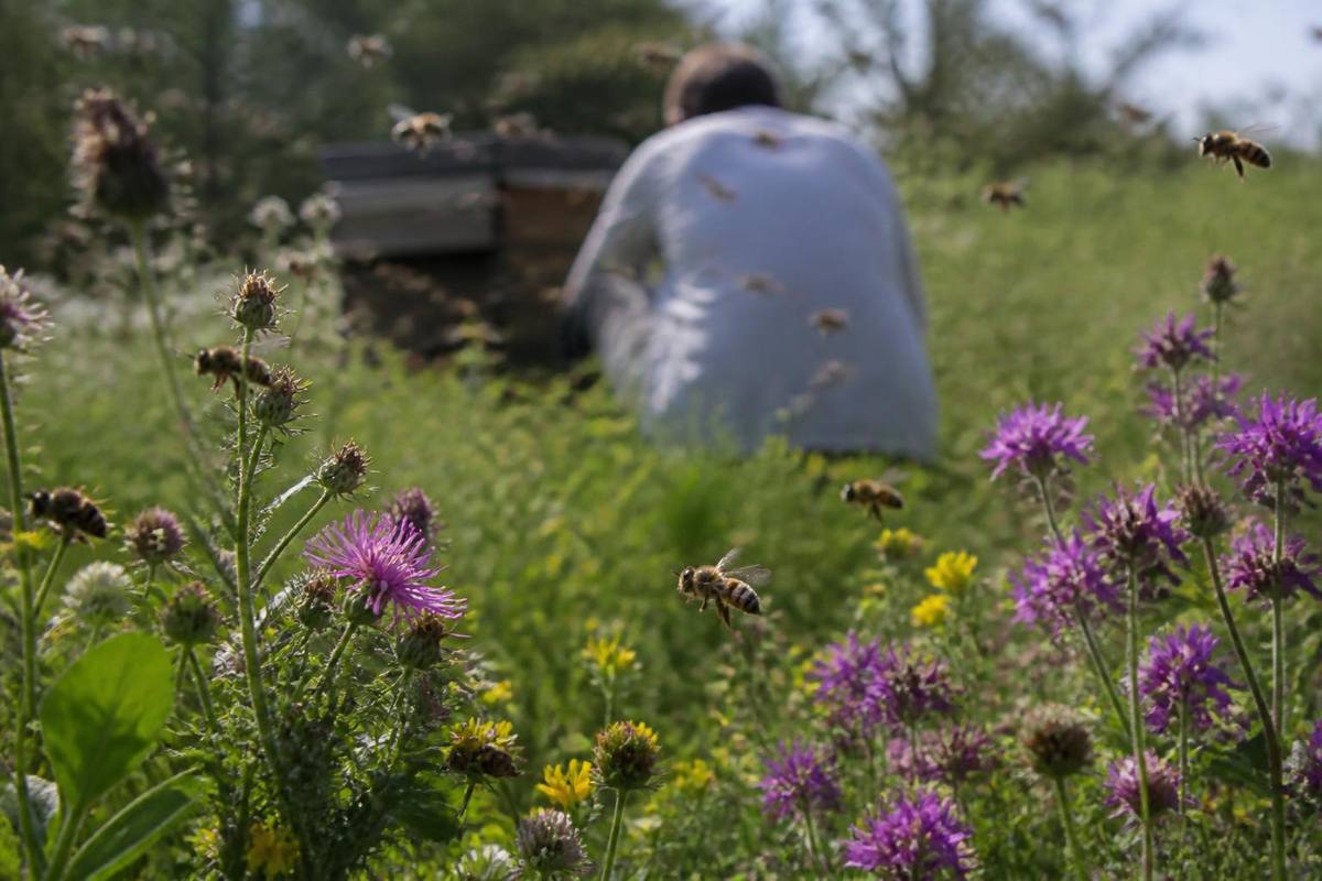 Mann nach über 300 Bienenstichen in kritischem Zustand