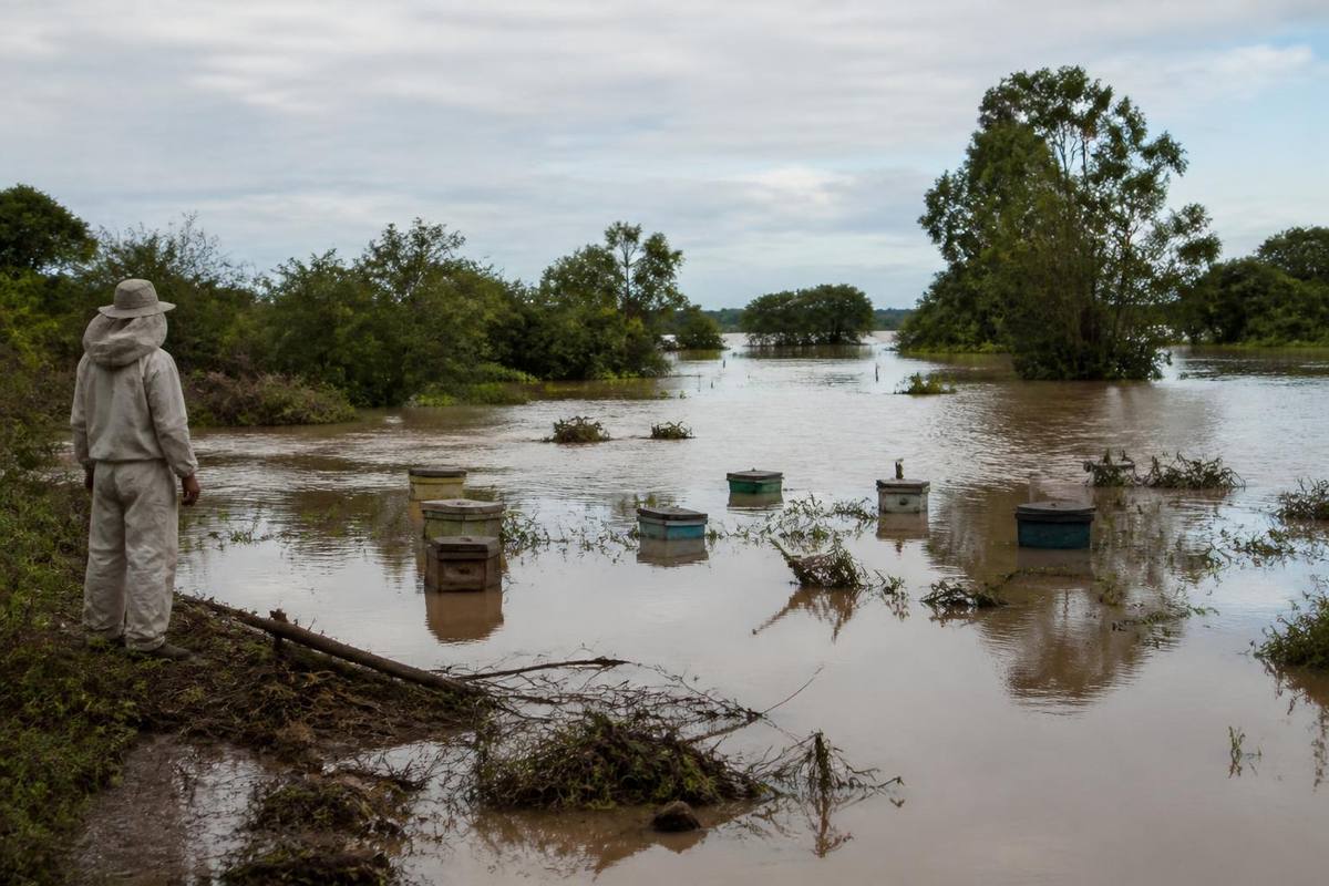 The Paraná River flooding severely impacted honey production in the island area of San Javier…