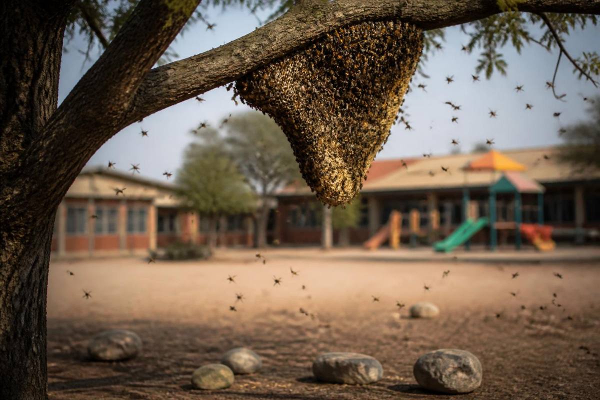 27 élèves hospitalisés après piqûres d'abeilles à l'école