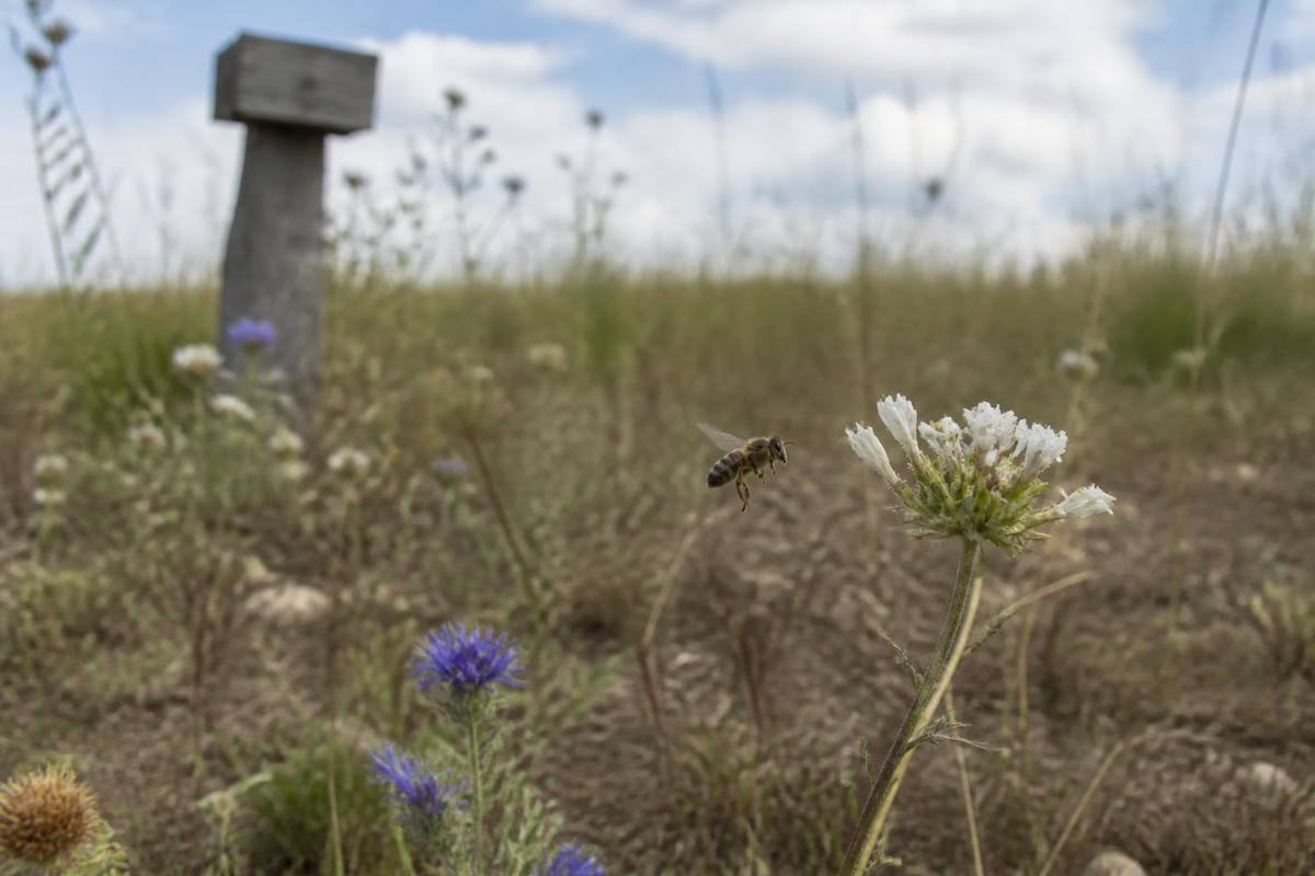 A study published in PNAS analyzed four million records of pollinating insects from 1921 to…