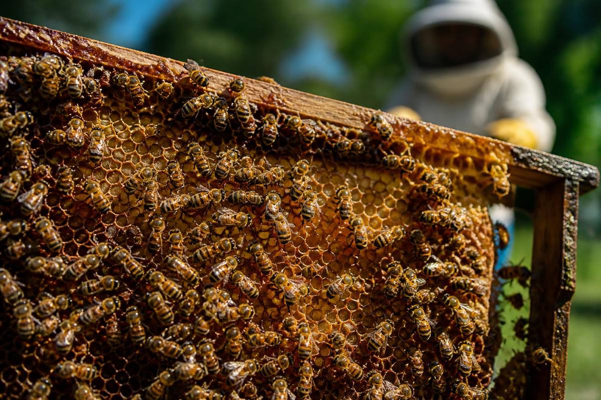 A study by the University of Sydney reveals that honeybee colonies build a coordinated…