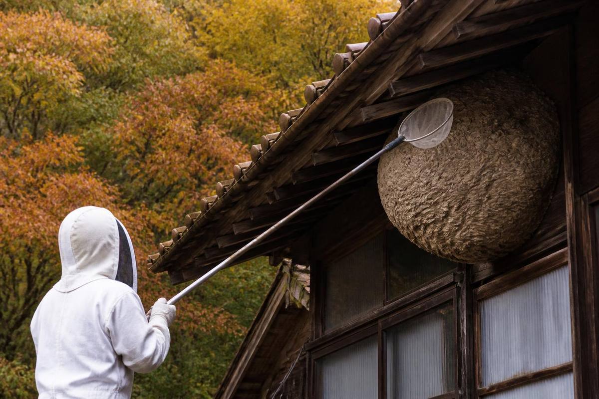 A large Asian hornet nest was accidentally found on the ceiling of a house in San Miguel del…
