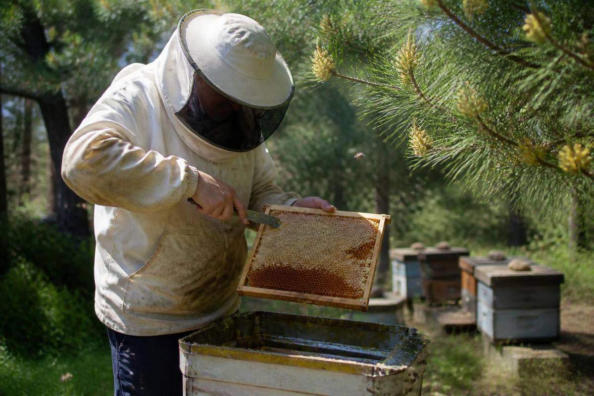 With the start of the pine honey season in Turkey, beekeepers in Kuşadası, Aydın began their…