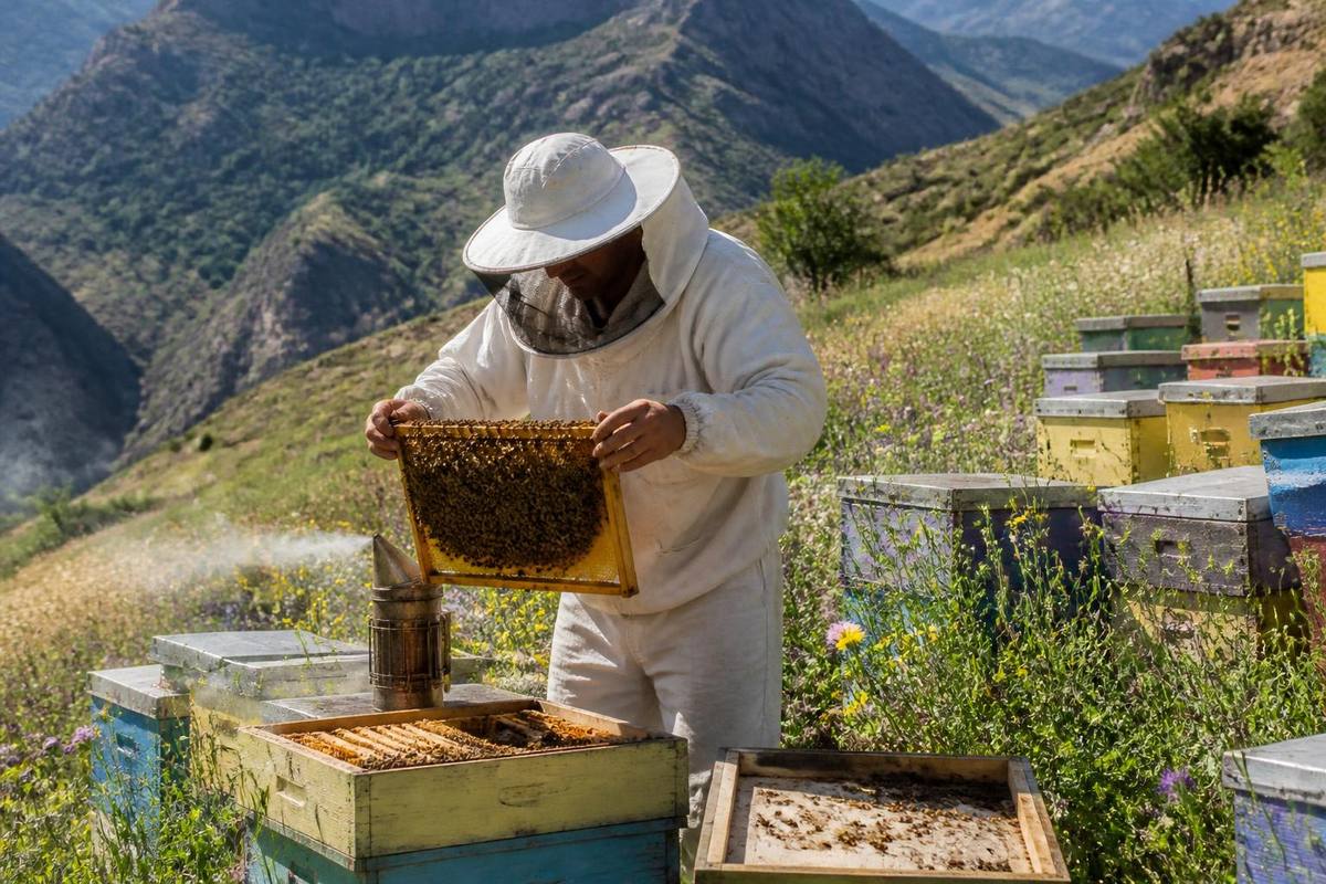 Honey harvesting took place at Guharan Plateau in Beğendik Town of Pervari