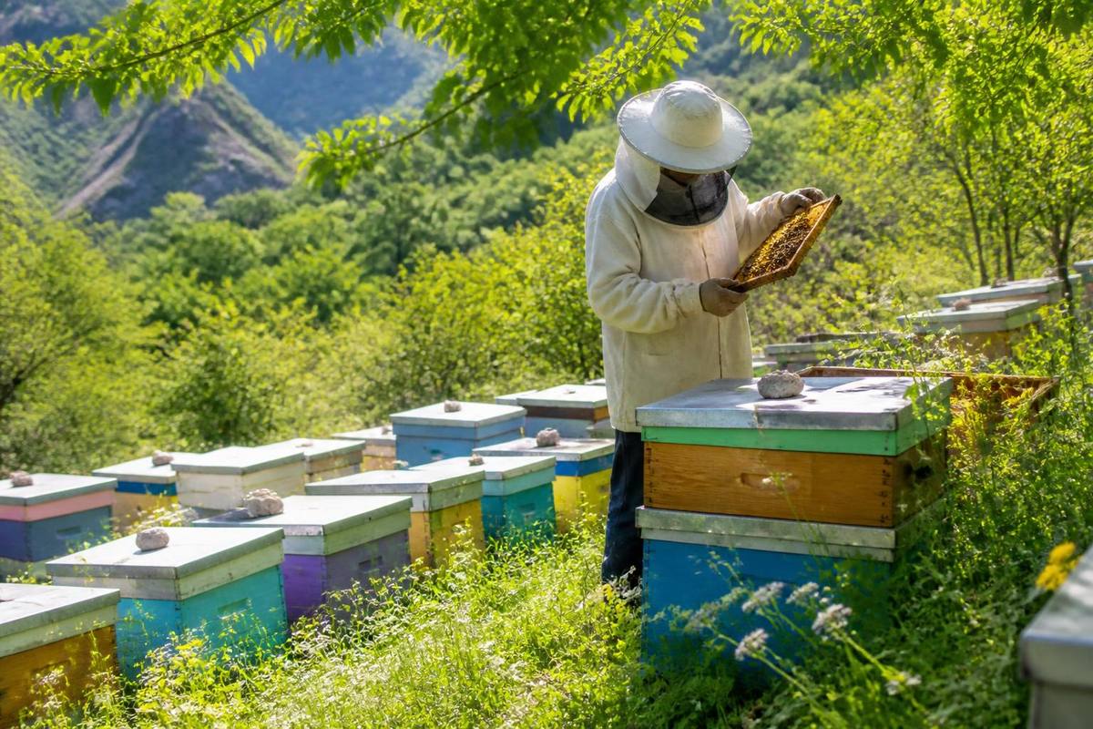 Applications for the 2026 Year Honeybee Hive Support have opened in Uludere district of Şırnak