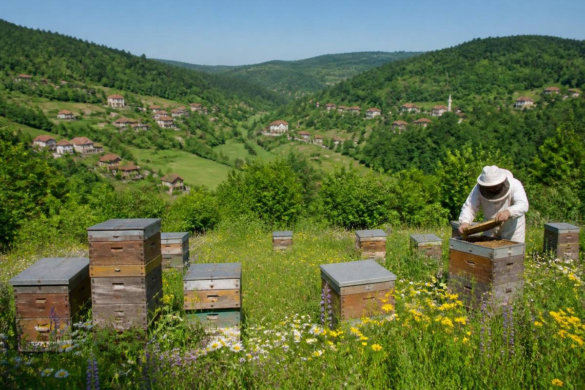 In Yığılca, the number of hives with bees was counted in the villages of Doğanlar, Asar,…