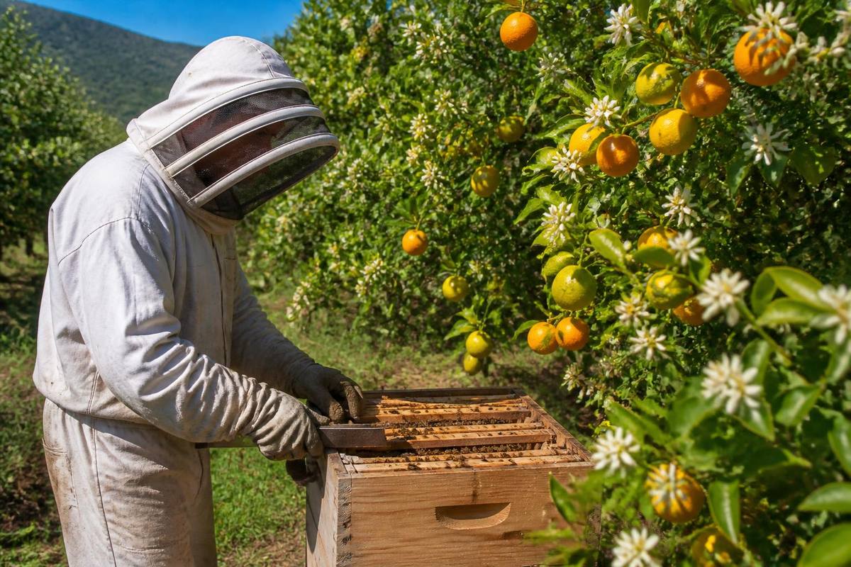 Citrus Farmer Boosts Income Through Beekeeping