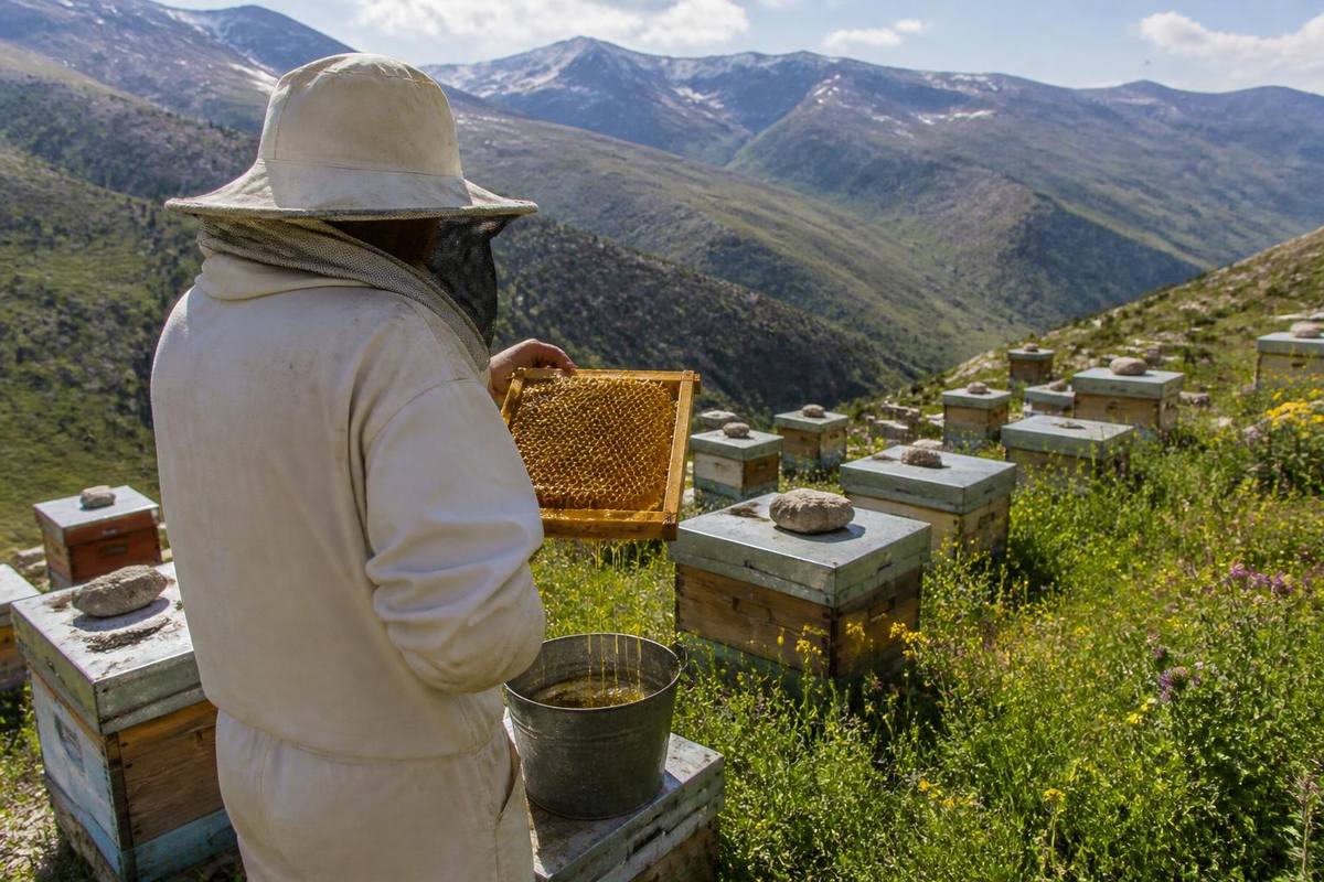 Van Çatak District Governor Abdullah Sarı visited local producers for the honey harvest