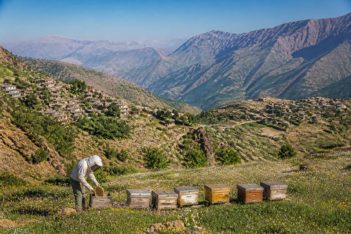 Teams from the Şırnak Provincial Directorate of Agriculture and Forestry conducted fieldwork…