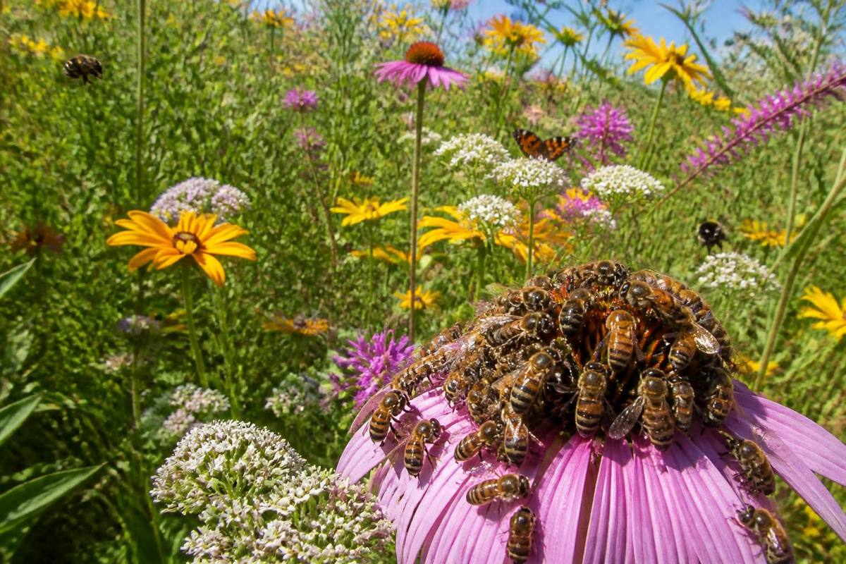 Honeybees Intensify Competition with Wild Pollinators Amid Warming